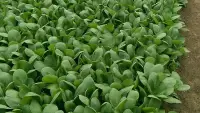 在飛比找Yahoo!奇摩拍賣優惠-種子批發  F1青江菜 綠光  湯匙菜種子