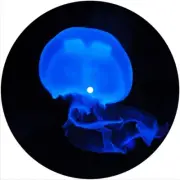 Slipmat Slip Mat for Yamaha or any 7" DJ Turntable Record Player BLUE JELLYFISH
