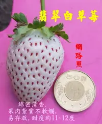 在飛比找樂天市場購物網優惠-尚未開花結果 [ 翡翠白草莓盆栽 日本白草莓盆栽 粉白草莓 