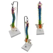 Flexible Spine Model Includes Stand Spinal Cord for School Study