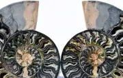 Large Black Ammonite PAIR XXXL Crystals 110myo Dino age FOSSIL 190mm 7.5" 2962ax