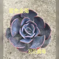 在飛比找蝦皮購物優惠-初花農場|藍色金屬多肉植物|3吋盆|全日照或半日照皆可|因為