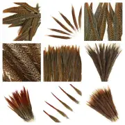 Natural GOLDEN PHEASANT Feathers 10-30" Many Types! Halloween/Millinery/Hats/DIY