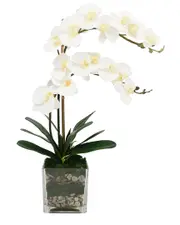Creative Displays Orchid In Glass Vase with Moss & Rocks