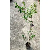 在飛比找蝦皮購物優惠-大果黑玫瑰櫻桃苗 4吋盆 櫻桃苗 水果苗