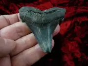 (s272-a) 3" Fossil MEGALODON Shark Tooth Teeth JEWELRY WOW big