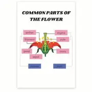 Common Parts of the Flower Poster - Flower Anatomy Diagram Poster - Botany