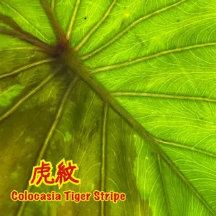 《天棠地芋》虎紋 水芋 Colocasia Tiger Stripe