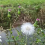 🌺紫背草種子 ｛雨果米米｝  北投捷運站 一點紅，紅背葉、羊蹄草