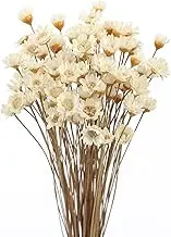 MIHUAGE Dried Flower Mini Star Brazilian Daisy Dried Natural Decorative Small Chamomile Bouquet 200 Stems for Wedding Floral Arrangements Home Decorations Valentine's Day Gifts (Natural White)