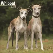 Whippet Calendar 2025 - Square Wall Calendar