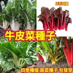 免運大熱銷【牛皮菜種子 】四季播種蔬菜種子 根達菜 綠牛皮菜 紅牛皮菜種子 陽臺盆栽種植 大棚蔬菜種子 包發芽