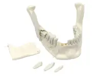 Eisco Labs Lower Jaw Model, 16 Extractable Teeth - Anatomically Accurate