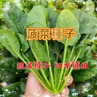 在飛比找蝦皮購物優惠-【買二送一】菠菜種子 大葉菠菜 小葉菠菜種子 趙高發芽箓耐熱