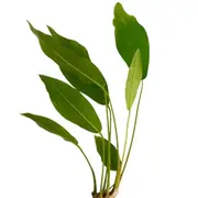 Anubias Congensis For Fish Shrimp Snail Tank Aquarium