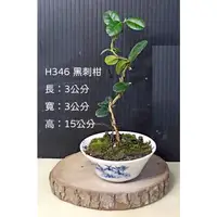 在飛比找蝦皮購物優惠-寶悅 小品盆栽 H346 黑刺柑 療癒小物 居家擺飾