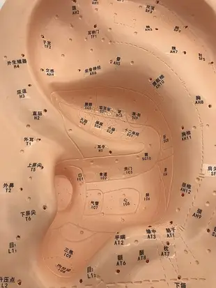 【奇滿來】40cm大號耳穴按摩模型/針灸耳模/耳穴(部)反射區模型/標準耳朵穴位 中醫醫學耳朵耳針教學模型ARIS