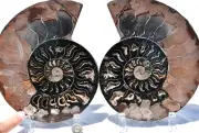 Large Fossil PAIR Ammonite w/ Crystals XXXLRG 8.5" 110myo Dino age 221mm 3155ui