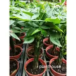 ●○植宅●○馬拉巴栗(辮子)〔高約8-15公分〕●○3吋●○觀葉植物●○