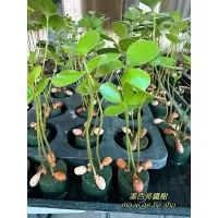 在飛比找蝦皮購物優惠-｛英宏｝墨西哥鐵樹 水耕植物 底部放水盤就可