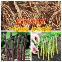 在飛比找蝦皮購物優惠-《蘆筍根苗》 四季種植蘆筍種根苗陽臺盆栽綠植 3年蘆筍苗根食