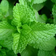 Smoke Fluid Scent - Coolmint - 20ml