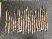 English Ringneck PHEASANT Main Tail Natural Feathers 20 Pcs MANY SIZES