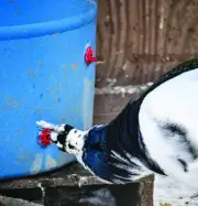 10pc Best Chicken Nipple Waterer Automatic Poultry Drinker Quail Peacock Pigeon
