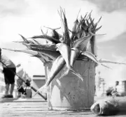 Mackerel On A Pier At Miami Beach 1950 Old Fishing Photo