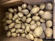 Buy Potato - Dutch Cream Tubers to Grow yourself (Solanum tuberosum)