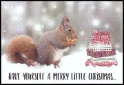Greeting Card - Squirrel - David Chapman - Christmas - 0099
