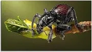 Beetle Wall Art Macro Canvas Prints Weevil Poster For Home set of 1 Decorations Unframed 20"x12"