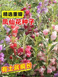 在飛比找露天拍賣優惠-現貨 新款特價 重瓣鳳仙花種籽子指甲花卉太陽花種孑小雛菊室外