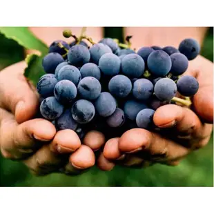 【Vine vera】白藜蘆醇比諾植物精萃面膜100g