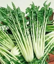 Chicory CATALOGNA 200 Seeds Italian Dandelion/Puntarelle Asparagus Taste