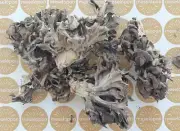 Hen Of The Woods, Grifola Wild Fungi Sheep’s Head Fungus, Maitake Umami Taste