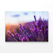 Lavender Flowers at Sunset Print 100% Australian Made 90 x 60cm (Acrylic)