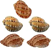 Ipetboom 5pcs Natural Beach Seashells Conch Landscape Decor Shells Tank Decor Colorful Beach Shells Cake Ornament Miniature Ornaments Hermit Crab Shells Seaside Replace Filler