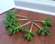 6 Succulents Yacon Grass Artificial Desert Plants Two Size