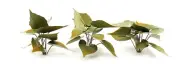 TROPICAL JUNGLE PLANTS MODEL SET 1/35 SCALE. TPV-044