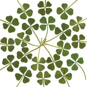 Lot of 20pcs Real 4 Four Leaf Irish Clover Lucky Charm Amulet Fortune Gift Dry L