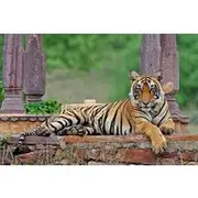 Save 5.00%! Ranthambore Wildlife Safari Tour From Jaipur Including Transfers