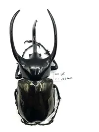 在飛比找露天拍賣優惠-Chalcosoma chiron janssensi.高卡