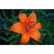 TIGER LILY & PATCHOULI Fragrance Oil for making Candles, Soaps, Wax Melts etc.