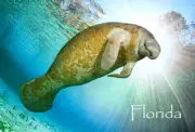 3D Refrigerator Magnet - MANATEE - Whiteboard, Locker