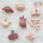 HUMAN ORGANS SAFARI LTD FIGURINE SOSOIN 散裝袋人體器官散裝袋 TOOB TOOB