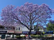 Buy Jacaranda Purple Tree in Australia - Jacaranda mimosifolia