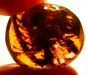Large Liverworts Moss Sprigs in Burmite Amber Fossil Gemstone Dinosaur Age