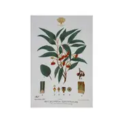 Maxwell & Williams Royal Botanic Garden Cotton Tea Towel Cloth Flowering Gum