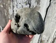 Rare Ohio Black Swamp Omarolluk OMAR Stone Rock Fossil 2 lbs + Lapidary Raw